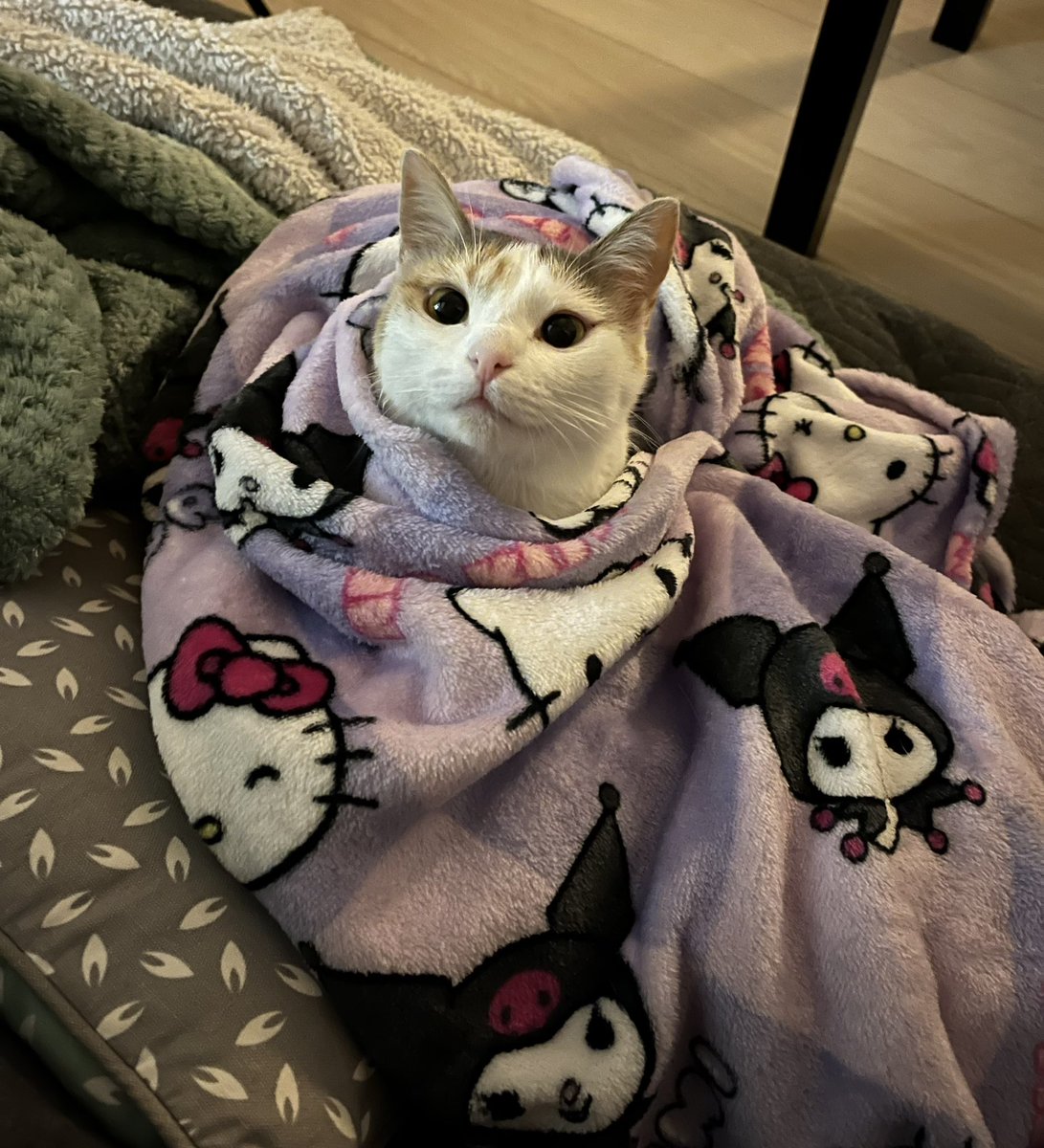 tinytoupie tweet picture