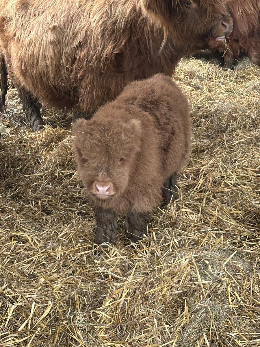 Fluffy cows. That is all