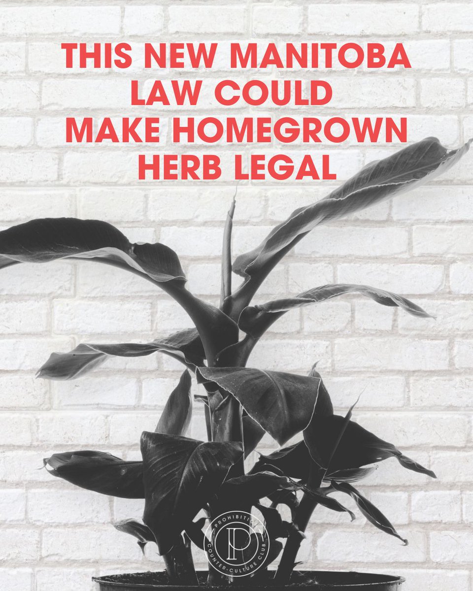 A whole new meaning to the term “houseplant!” The #Manitoba government might implement a new bill that would allow adults 19 years old and over to grow up to four *special* #plants in their home. Let us know if you think #QC should make this change next!