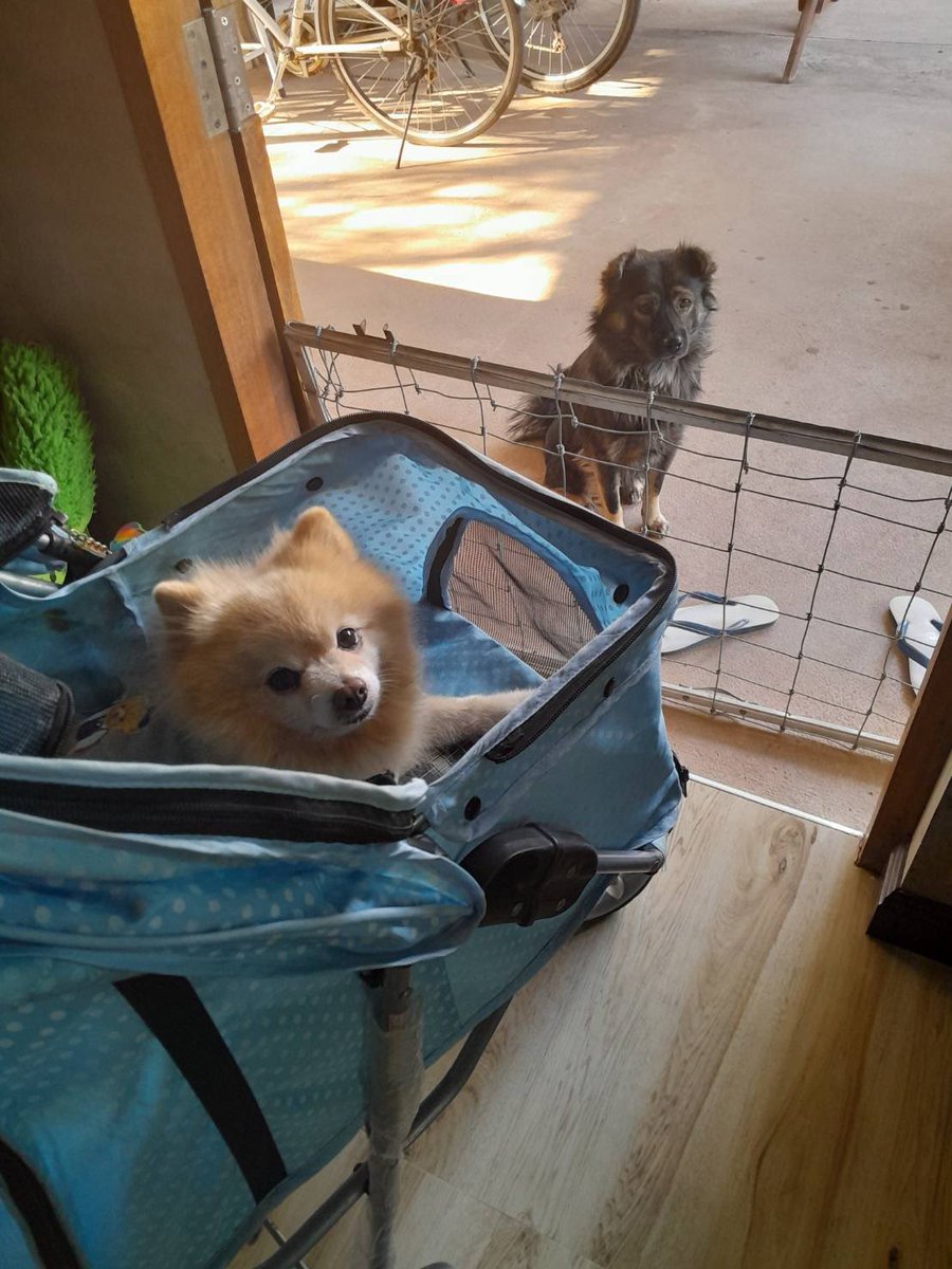 Kawpoon_kpn's tweet photo. So adorable 🥰 Chinjung come to visit me. #Kawpoon #Dogecoin #CRYPTO https://t.co/8VW0SFJqUG