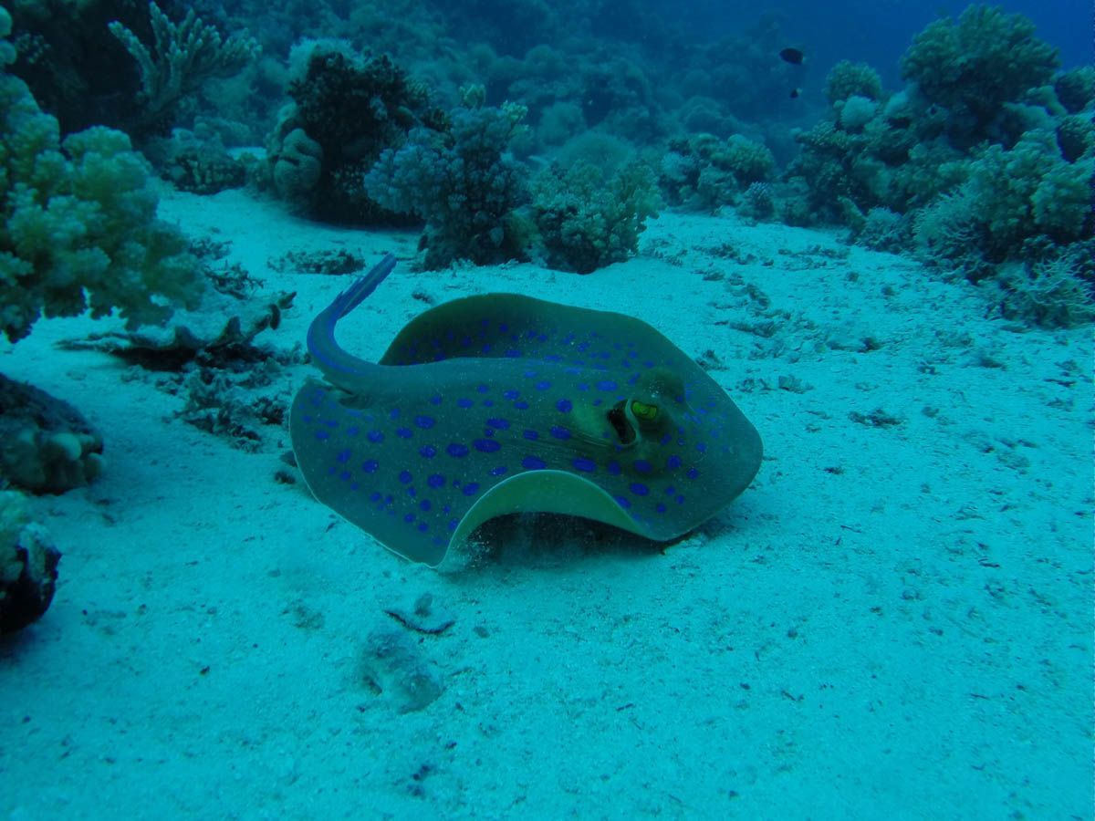 9 Best Dive Spots in the Middle East and Africa 

🤿 👉  buff.ly/3WI0ePo