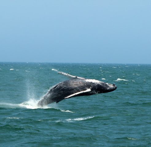 K12academics's tweet photo. Owned and operated by the Stewart Family since 1993, our naturalists, captains and crew all build on the experience of the owners while also being Whale SENSE certified
https://t.co/P5GKBv1ajO
#Wildlife #WhaleWatching #TourBoat #SunsetCruises #DolphinTour #BoatTours #BoatCruise https://t.co/OfpvICEIXQ