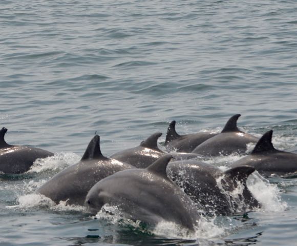 K12academics's tweet photo. Owned and operated by the Stewart Family since 1993, our naturalists, captains and crew all build on the experience of the owners while also being Whale SENSE certified
https://t.co/P5GKBv1ajO
#Wildlife #WhaleWatching #TourBoat #SunsetCruises #DolphinTour #BoatTours #BoatCruise https://t.co/OfpvICEIXQ