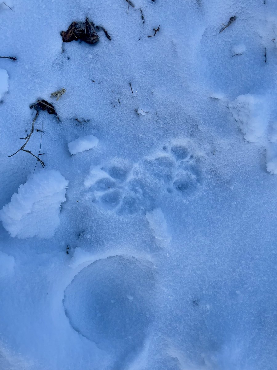 Энэ ямар амьтны мөр вэ?