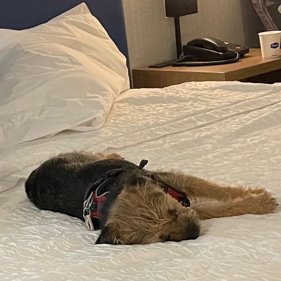 missscoutthedog's tweet photo. She’s spoiled. Everyone can vote every 24 hours for free. Please help us meet #ericstonestreet ! #borderterrierposts #btposse #borderterriersarethebest #borderterrierofinsta #borderterrierlovers #borderterrierlover #bt  #btposseofinstagram #borderterrier
https://t.co/yk9i7ELbYy https://t.co/EoDTViAbVx