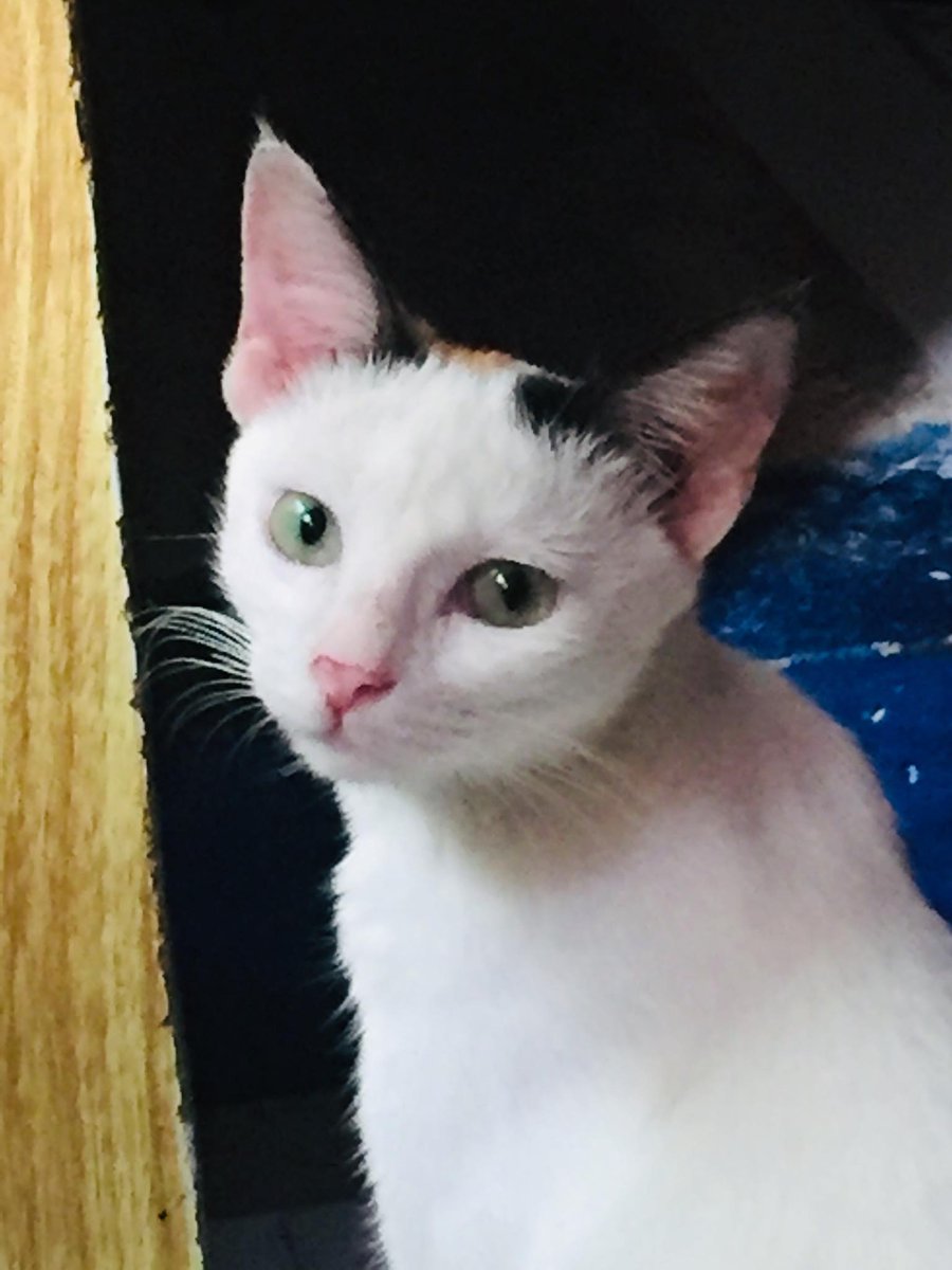 mnicsyyy's tweet photo. YOU WILL BE MISSED, MY BABY MOLLY! : <

MY EYES LITERALLY BURST INTO TEARS UPON SEEING YOU BEING SICK AND WEAK THESE PAST FEW DAYS. IT BREAKS MY HEART THAT YOU'RE ALREADY GONE, THOUGH IT HURTS, BUT I'LL FOREVER TREASURE THE MOMENTS AND LAMBINGAN WE'VE MADE. I LOVE YOU, MY BABY! https://t.co/37kzFANIGR