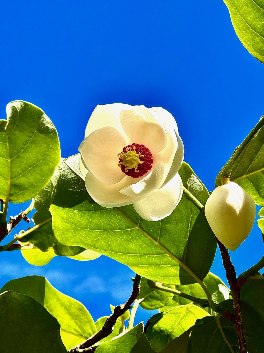 Magnolia's on the ranch in Springtime.

#baronbirtcher #authorlife #magnolia #ranchlife