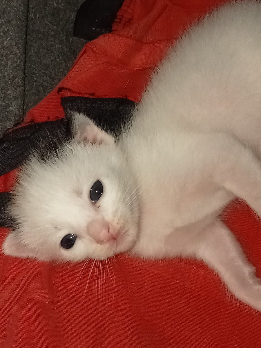 mnicsyyy's tweet photo. YOU WILL BE MISSED, MY BABY MOLLY! : <

MY EYES LITERALLY BURST INTO TEARS UPON SEEING YOU BEING SICK AND WEAK THESE PAST FEW DAYS. IT BREAKS MY HEART THAT YOU'RE ALREADY GONE, THOUGH IT HURTS, BUT I'LL FOREVER TREASURE THE MOMENTS AND LAMBINGAN WE'VE MADE. I LOVE YOU, MY BABY! https://t.co/37kzFANIGR
