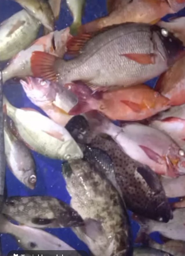 maya_warayaan's tweet photo. Rabu (08/01), Maria M.Warayaan Luhkan Kab. Maluku Tenggara, Melaporkan hasil tangkapan  KUB Kaltif Desa Rahangiar Kec. Kei Besar Selatan Barat ikan  sebanyak 16 kg dgn harga Rp.30.000/kg
#GiatluhkanSatminkalAmbon 
#Luhlapor
@BP3_Ambon
@bppsdm_kp https://t.co/KbgUI0Qpxh