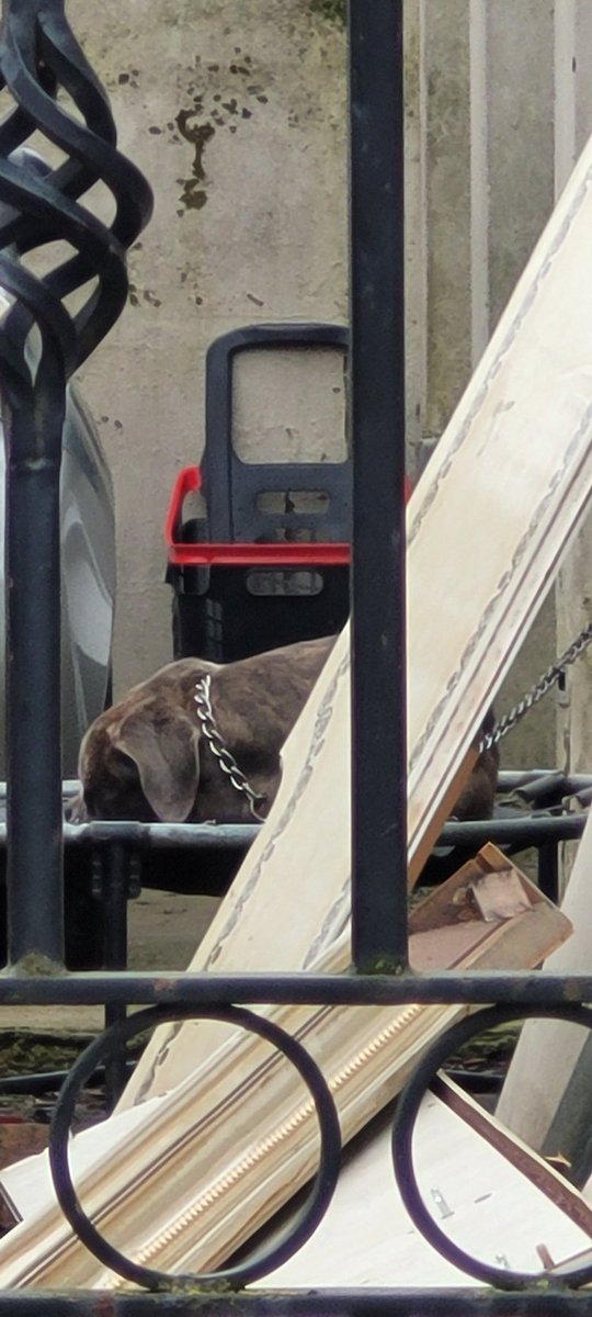 This dog is chained up outside at night.  There have been 159 recorded complaints about it.  Two RSPCA reports of beating and still nothing is done about it  - why? 
<a href="/Brent_Council/">Brent Council</a> <a href="/RyanHack_/">Cllr Ryan Hack</a> <a href="/RSPCA_official/">RSPCA (England & Wales)</a> @AliceatBrent #AnimalCruelty