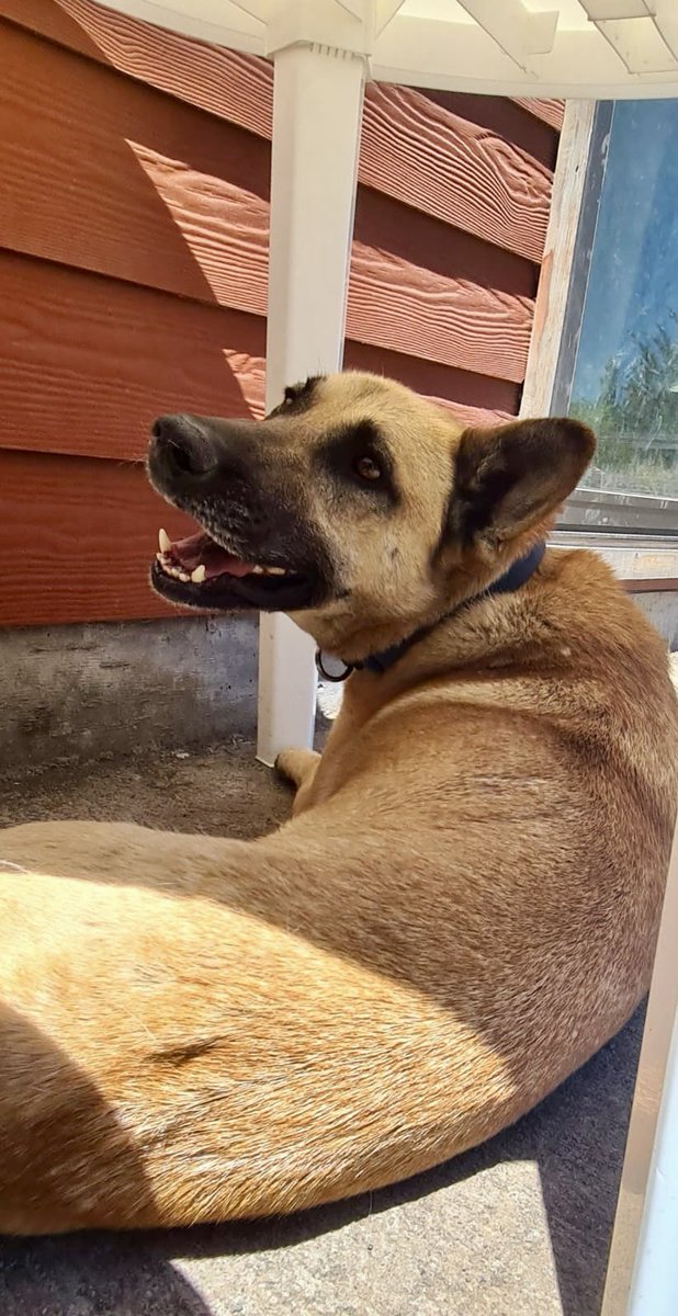 Cassata20's tweet photo. Amigos, por favor no olviden difundir nuestros casos. Juancho, Lola, Orejita y Princesa esperan por alguien que los quiera para toda su vida. Todos son rescatados desde Lenga y buscan su oportunidad para entregar todo el cariño que tienen.
#Concepción https://t.co/BN9nGmvTod