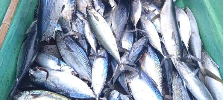 maya_warayaan's tweet photo. Kamis (9/01), Maria M.Warayaan Luhkan Kab. Maluku Tenggara, Melaporkan hasil tangkapan Bpk.  KUB Yante Fatnim Desa Watkidat Kec. Kei Besar Selatan Barat ikan  sebanyak 40 kg dgn harga Rp.20.000/kg
#GiatluhkanSatminkalAmbon 
#Luhlapor
@BP3_Ambon
@bppsdm_kp https://t.co/0LrTT6ZbBM