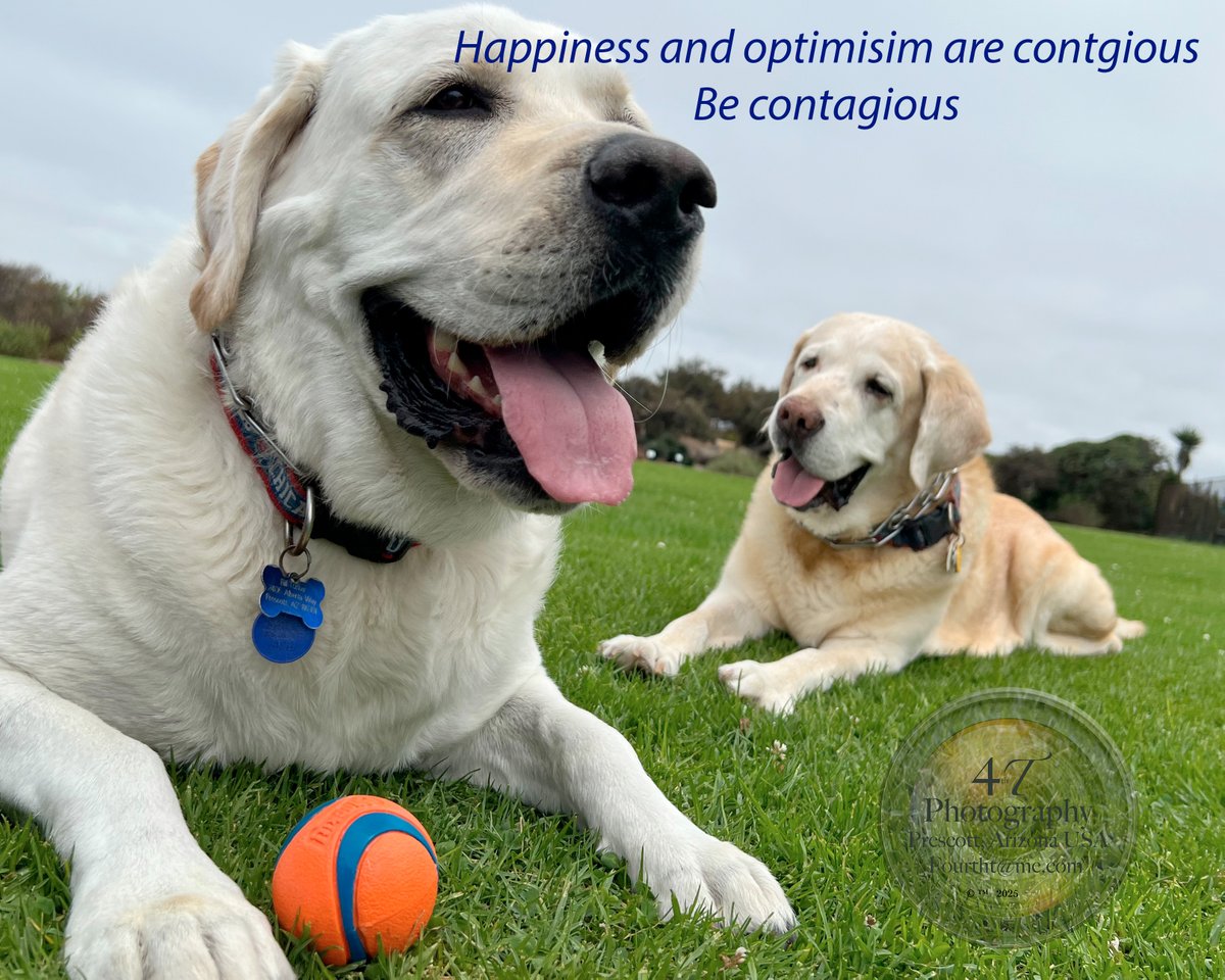 Fourtht's tweet photo. Happiness and Optimism are contagious.......be contagious 

https://t.co/hIJtV0eDvJ 

#Happiness #Optimism #LabradorRetriever https://t.co/FjXUvGd1rn