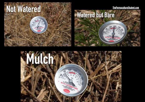 MattPowersSoil's tweet image. Sometimes the simple solution is the most powerful.

#permaculture #mulch #naturalsolutions