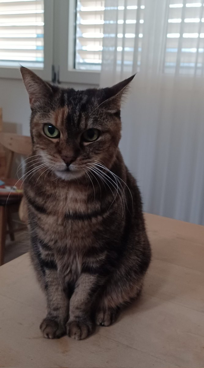 bigsista_d's tweet image. Happy Caturday Bubble 
#Caturday #Cat #catcontent