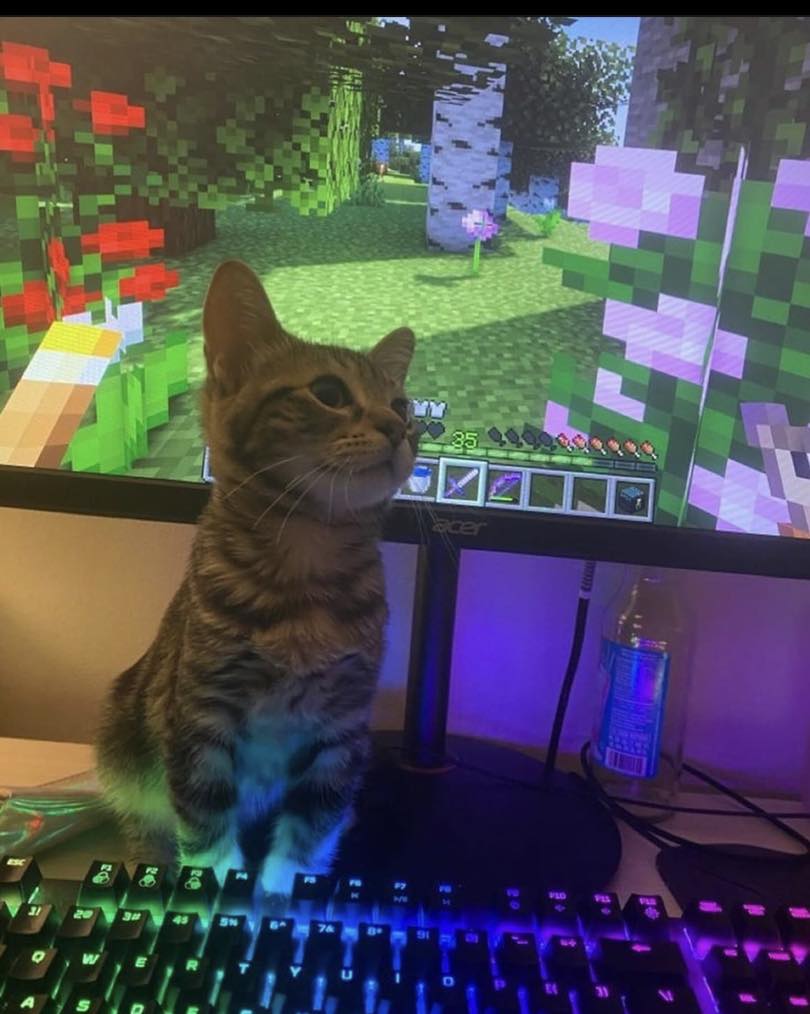 meowcraft