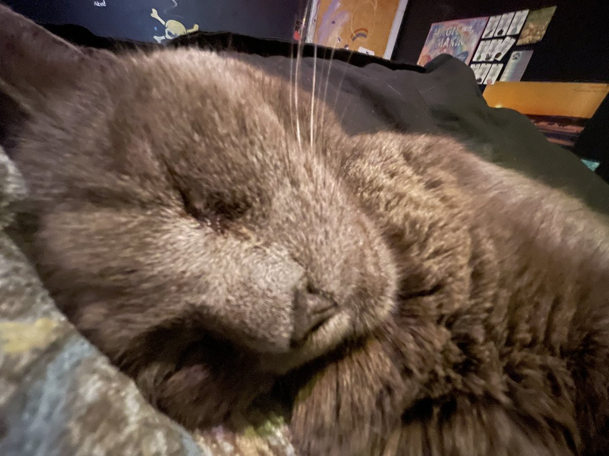 __Toonbriel__'s tweet photo. This is my cat btw https://t.co/AaPiFf2TIi