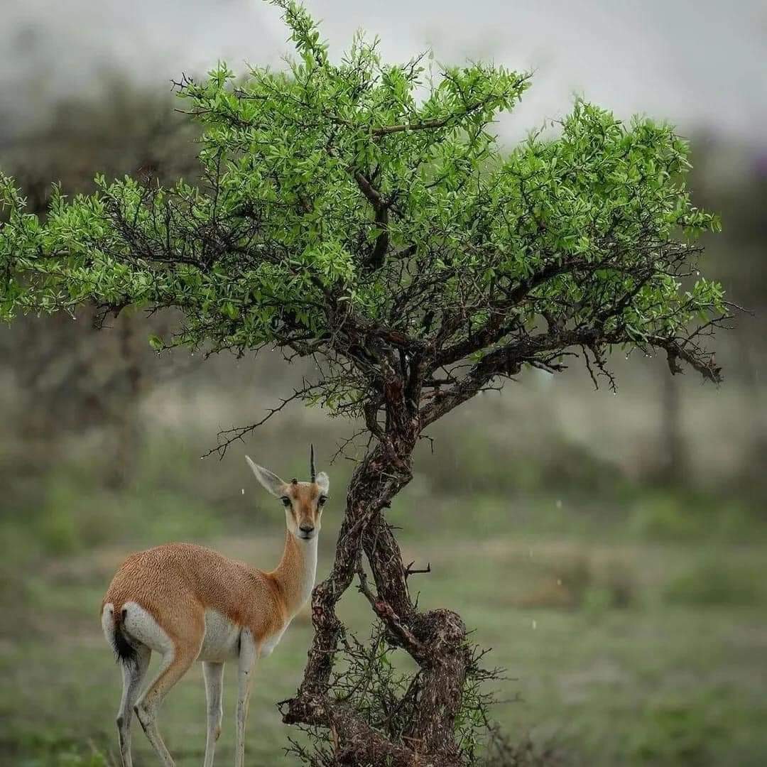 SBishnoi_9's tweet photo. ओरण सांझी धरोहर है..
हमारा ध्येय, इसका संरक्षण…
जय श्री गुरू जम्भेश्वर भगवान #ओरण_बचाओ
@RavindraBhati__ 
#BYDOG #Budget2025 #GOT7_NESTFEST_Day1 https://t.co/5LNRcwsE7U