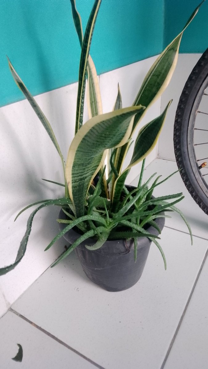 RGSBelem's tweet image. Minhas Babosa dividindo o vaso com a espada de são Jorge #EDeCasaNasRedes.
Isso pode Thalita?