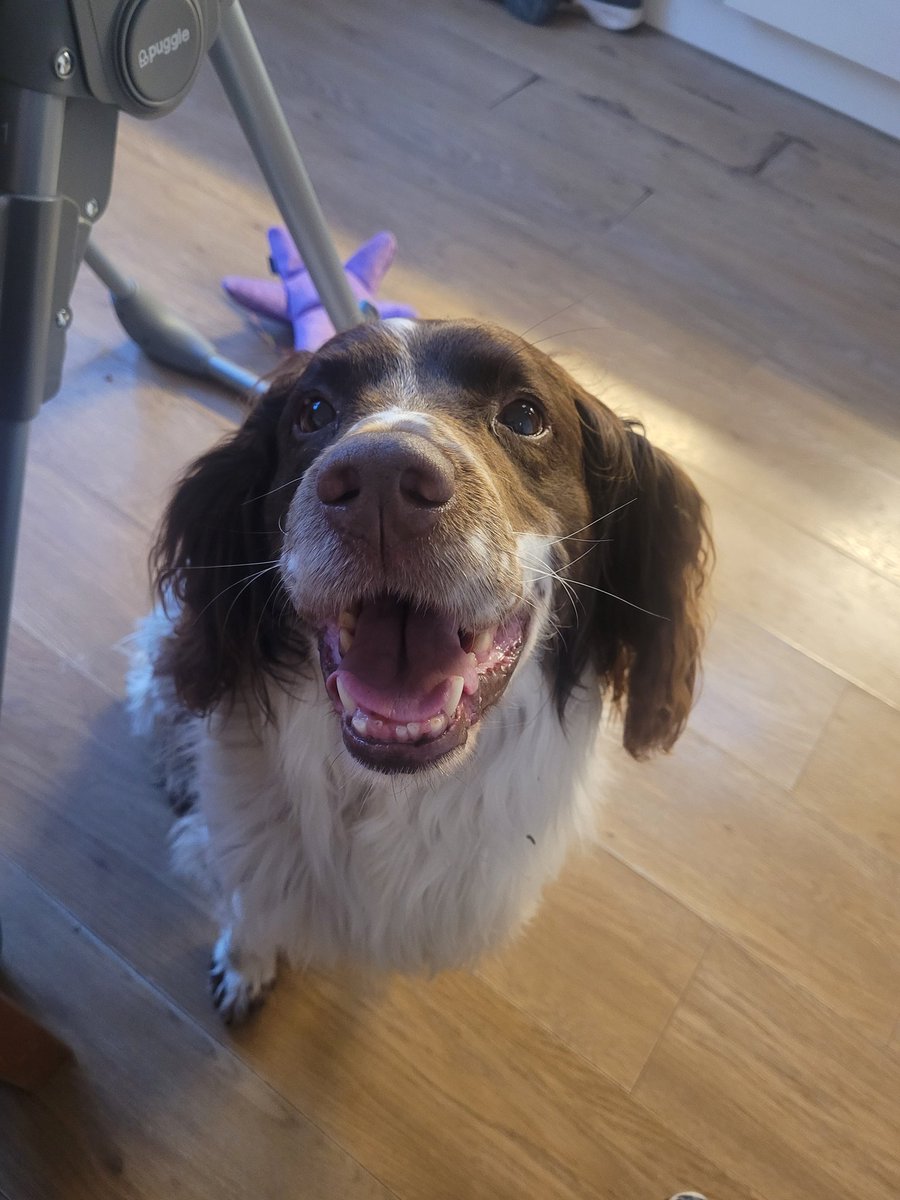 Its an emotional day in the parish... Sir Bubba is off on his last shoot day before putting them paws up for retirement. Just passed 10 years to the day of his 1st ever shoot, the time has come for him to live life easy. By God it's pulling at the heartstrings #RetirementDay