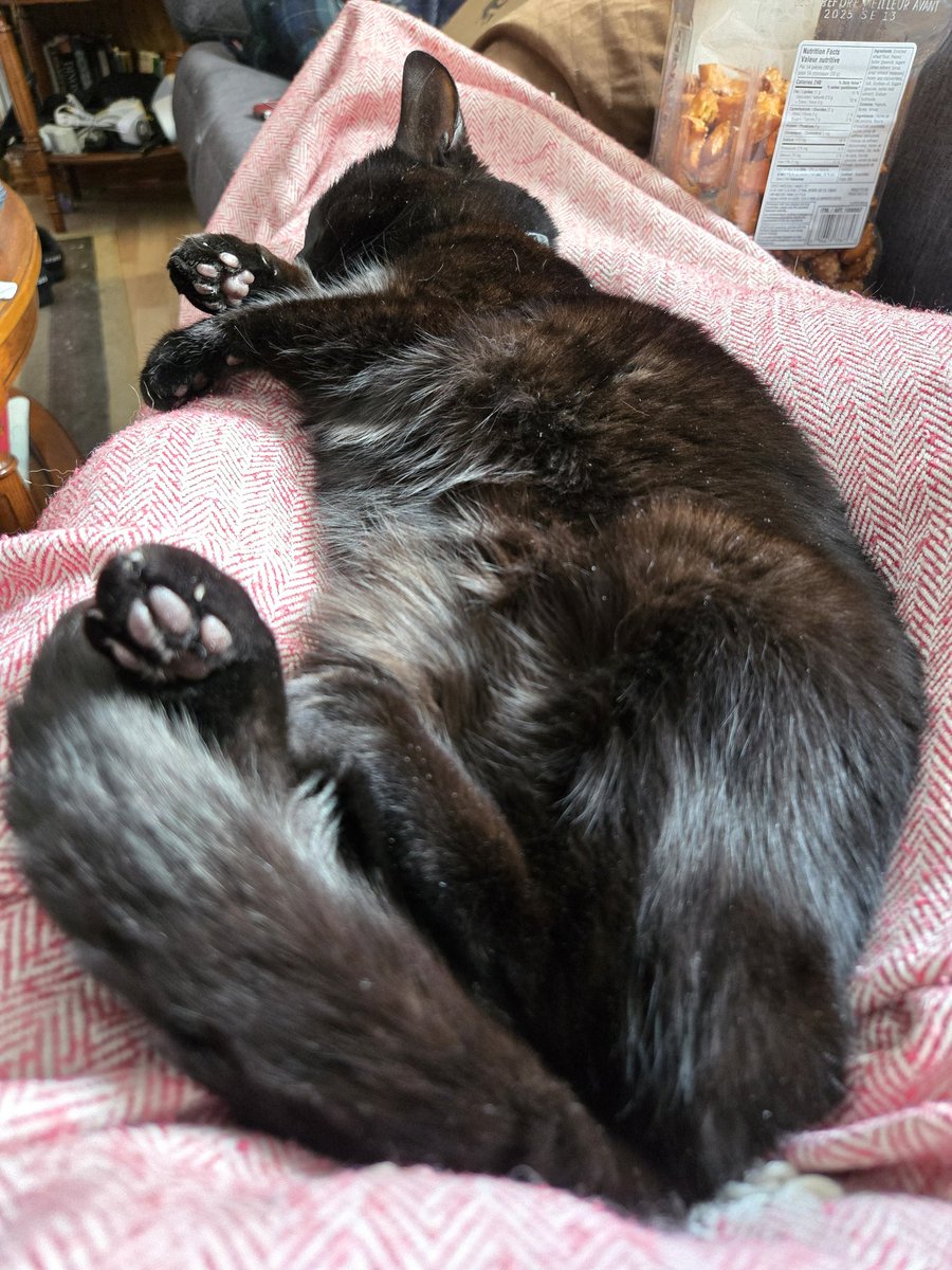 mkking7's tweet photo. Lazy morning on mom's lap. And toebeans. #caturday https://t.co/0PAEiqYPUu