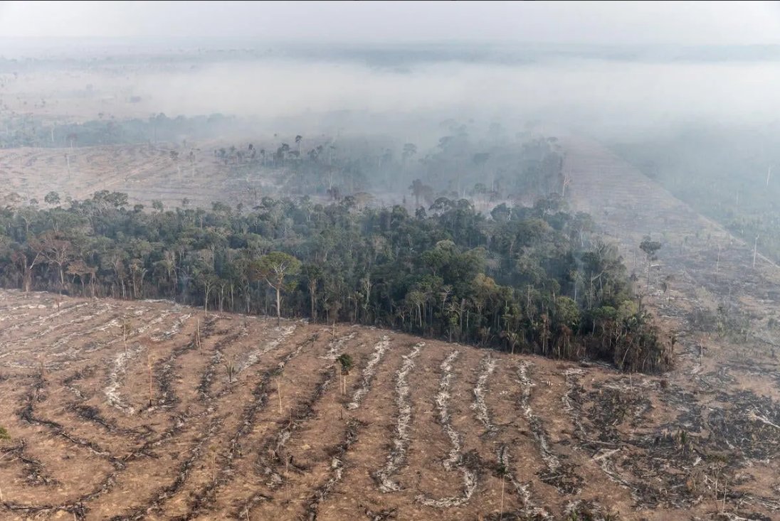 🐾Carlos Peres🐾 (@carlosperes_) on Twitter photo Environmental crimes still pay in the Brazilian Amazon. Only 5% of 3551 illegal deforestation fines levied (total =R$4.6 bill, 2017-20) were actually paid & hardly any of that money is then reallocated to mitigating actions incl forest restoration across the Amazon
<a href="/mmeioambiente/">Ministério do Meio Ambiente e Mudança do Clima</a> Environmental crimes still pay in the Brazilian Amazon. Only 5% of 3551 illegal deforestation fines levied (total =R$4.6 bill, 2017-20) were actually paid & hardly any of that money is then reallocated to mitigating actions incl forest restoration across the Amazon
<a href="/mmeioambiente/">Ministério do Meio Ambiente e Mudança do Clima</a>