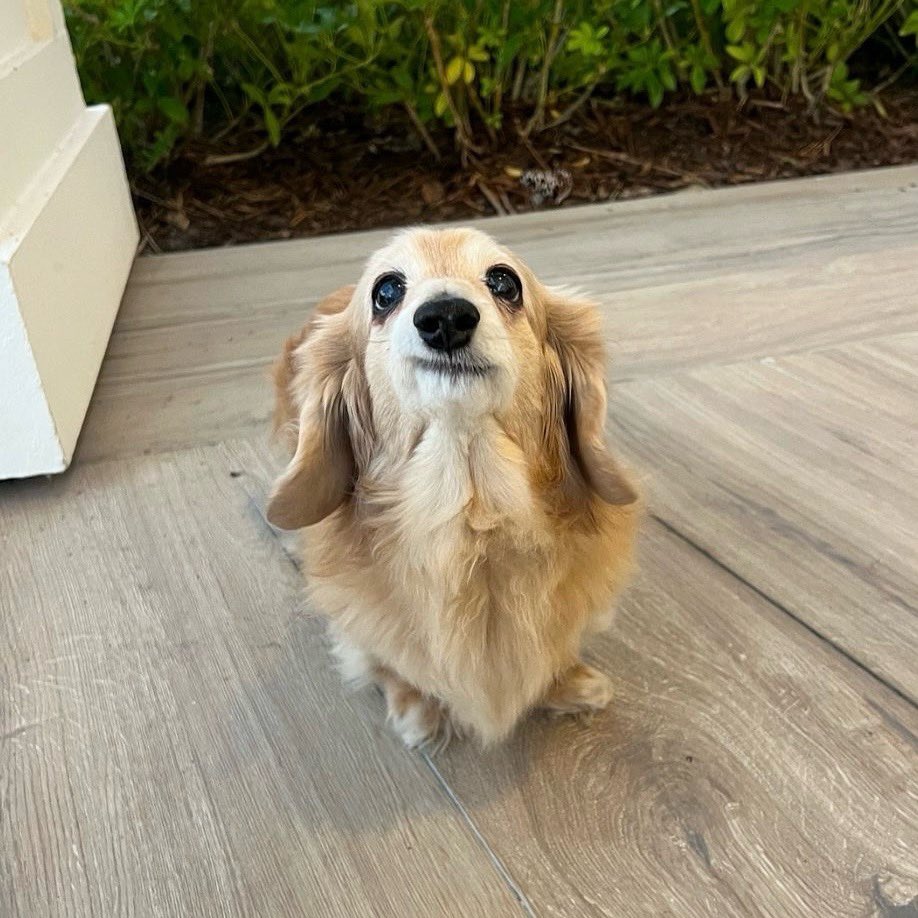 WeRateDogs tweet media