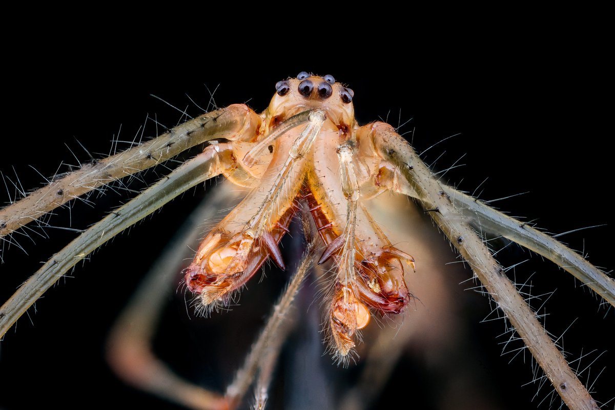 Am guessing this is one of the long-jawed orbweavers (Tetragnatha), check out the long jaws and what appear to be some sort of specialized palps? Just another successful experiment by our friend Nature.   Photo by Jade Louis.