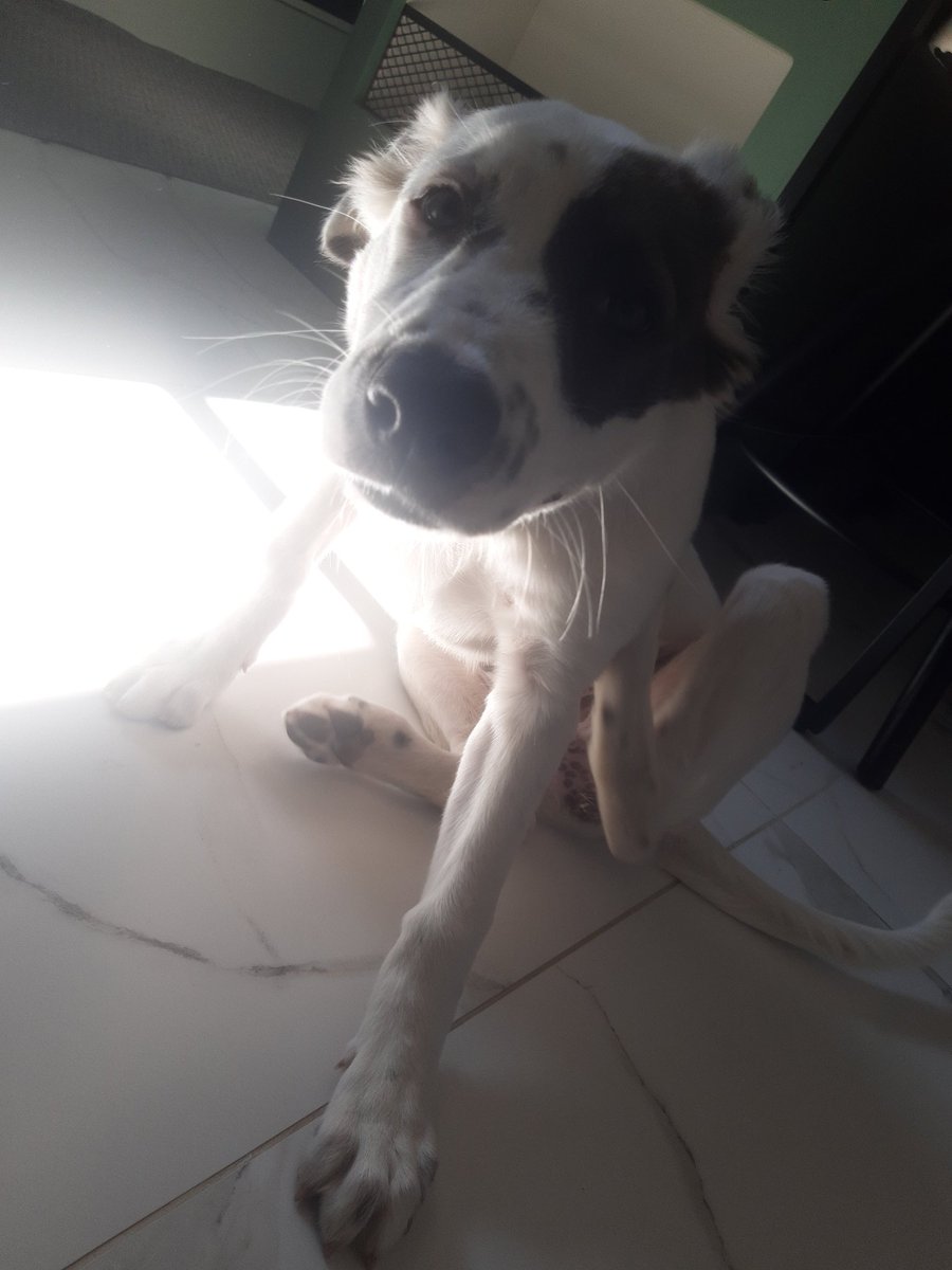 sokopobre tweet media