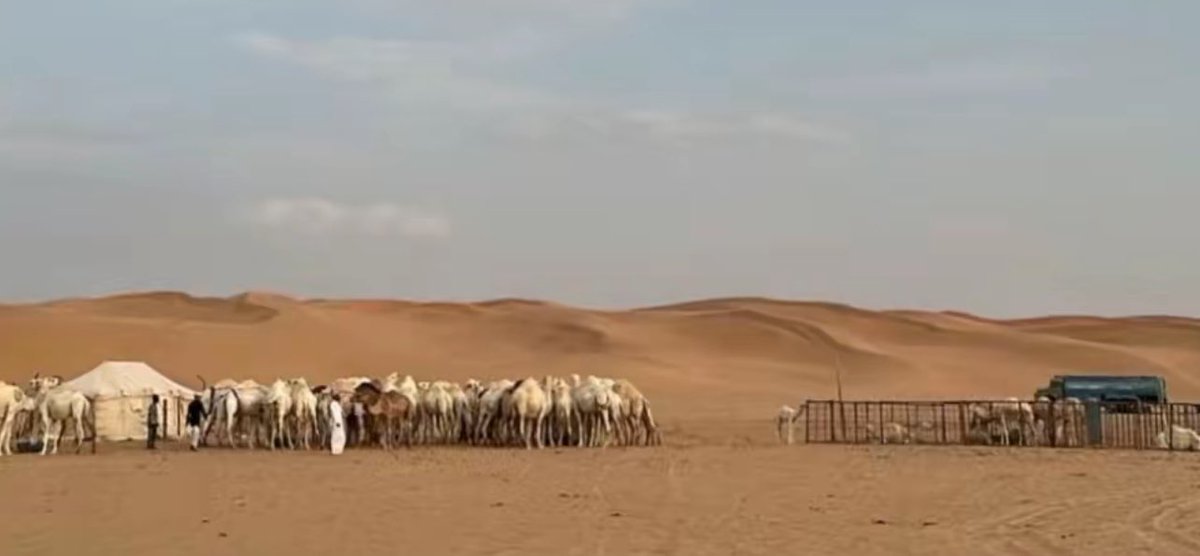 مداهيل بدوٍ شوفها للضمير علاج
عليها السلام وصادق الود ما املّه