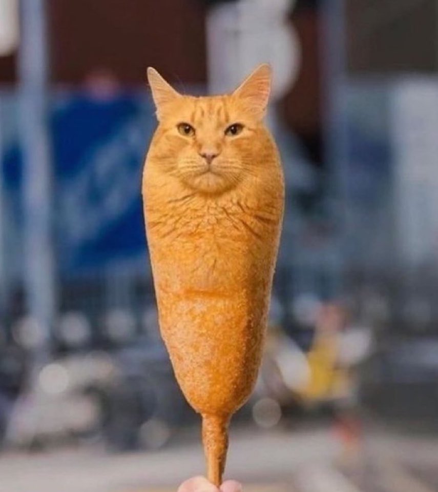rinoyan009's tweet photo. こういう猫meme画像探してるんですけど持ってる方いらっしゃいますか？？
日々の糧にしたいんです https://t.co/jzA3LdQxTf