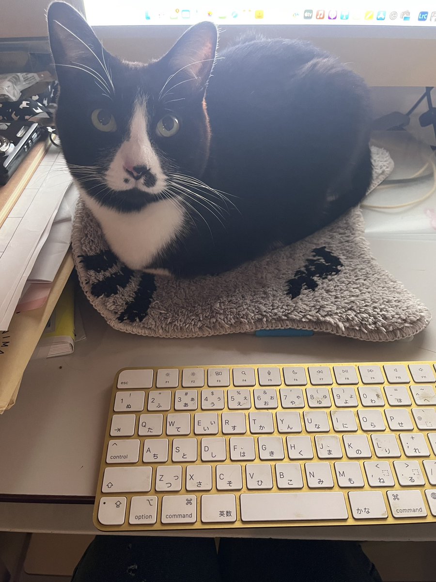 ⭐︎めぐめぐ様専用ページ⭐︎のびねこ＆のびしば14点 - メルカリ