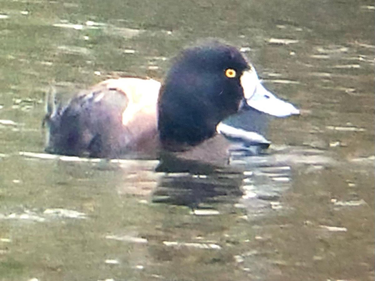 Herts Bird News tweet media