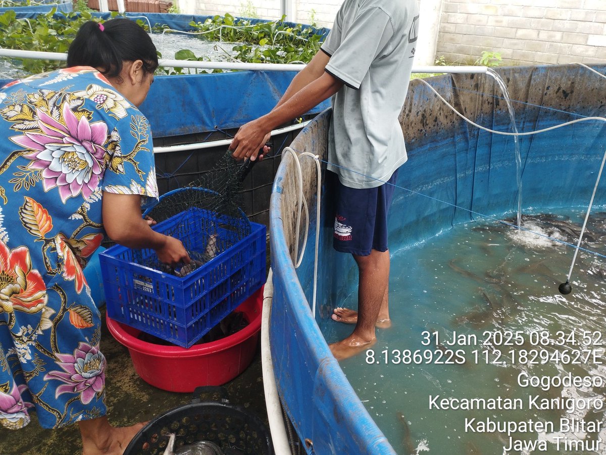 RikeLurin's tweet photo. Jum'at 31/1/2025, Rike Lurin Luhkan Kab Blitar, pendataan produksioni di Bapak Fajarudin Pokdakan Gading Mas Lestari panen lele 198 kg, Rp. 17.000/kg size (4-7)/kg 
#Luhlapor
#panen
@bppsdm_bp3bwi 
@bppsdm_kp https://t.co/W7Vkt38kbb
