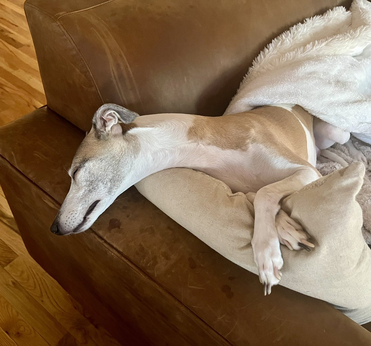 Cora the Whippet 🐕 tweet media