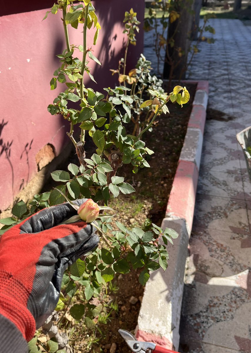 Her şey vaktinde güzel, vaktine esir.
Vakit gelmediyse zorlasan da olmuyor...