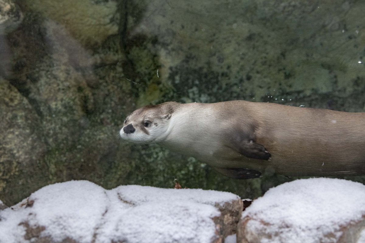 Milwaukee County Zoo tweet media