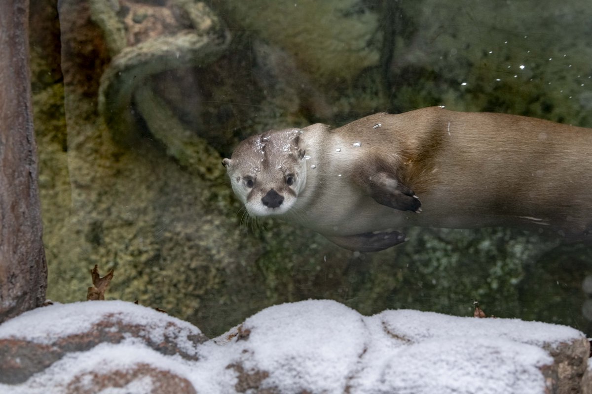 Milwaukee County Zoo tweet media