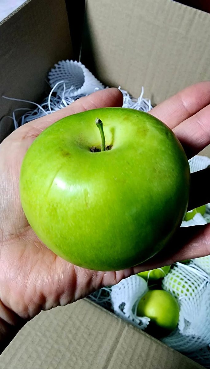 ไม่รุ้ว่ามันคือพุทรา สายพันธุ์ไหน ลูกใหญ่เหมือนแอปเปิ้ลเขียวแต่หวานฉ่ำมาก ปกติไม่กินพุทรา แต่อันนี้ 14ลูก 2วันหมด