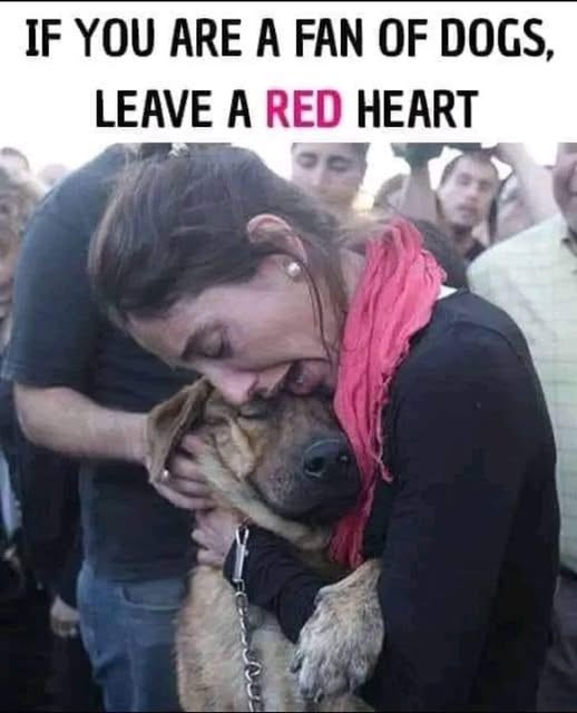 Dog Lovers tweet media