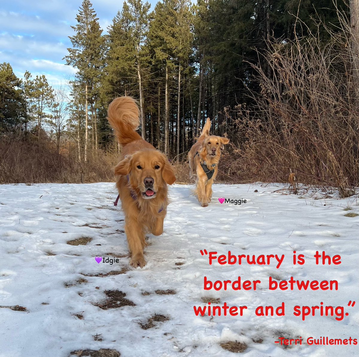 Dogs In February Snow Animal Quotes Pin On Pets