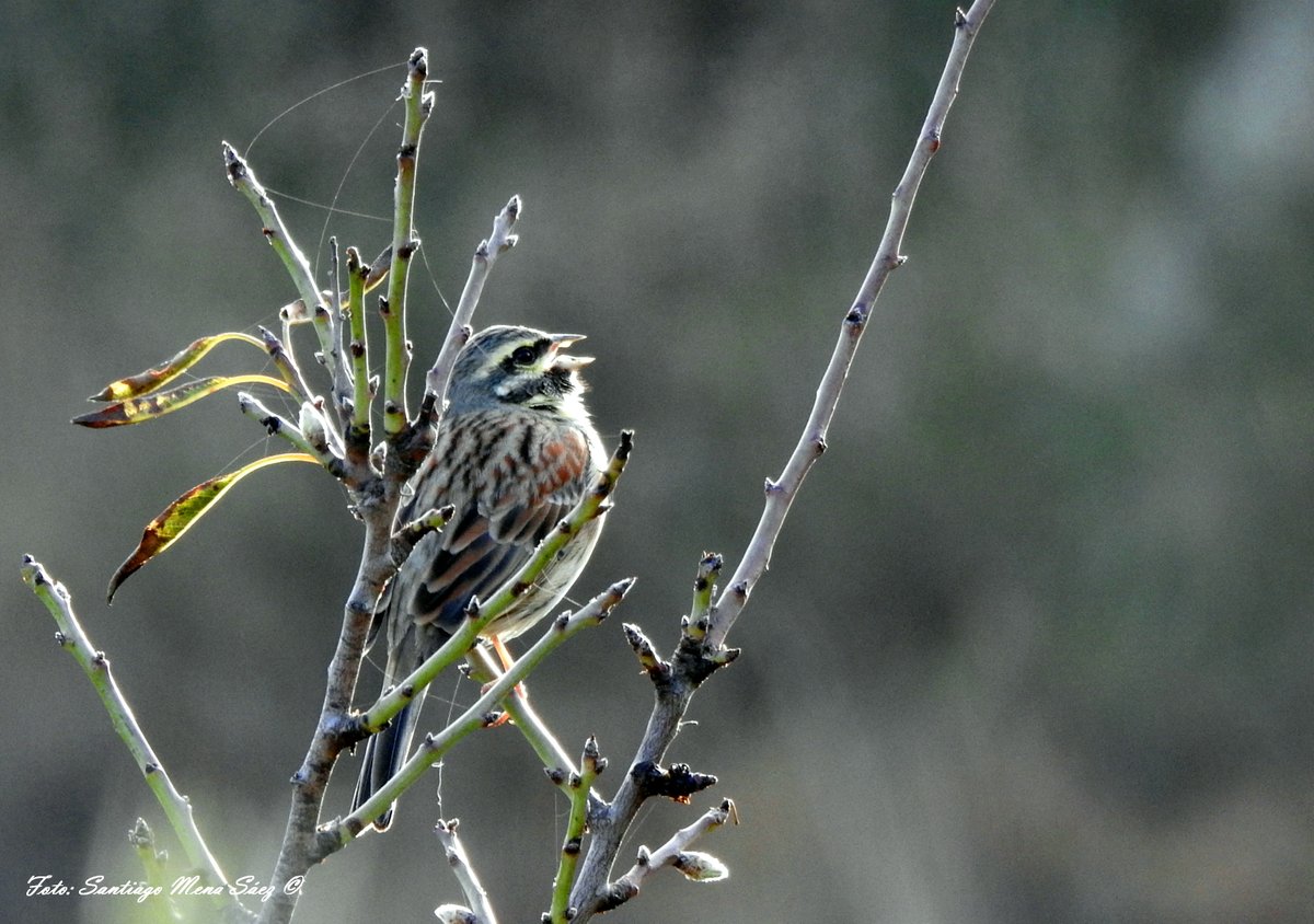 SantiFoto's tweet photo. Ejemplar de Escribano Soteño (Emberiza cirlus) fotografiado en los alrededores de Arena (Málaga). Se alimenta de semillas y en época reproductora también captura pequeños invertebrados. Especie frecuente y habitual en #Malaga #Naturaleza #FOTOS #Campo https://t.co/euygxJwMt9