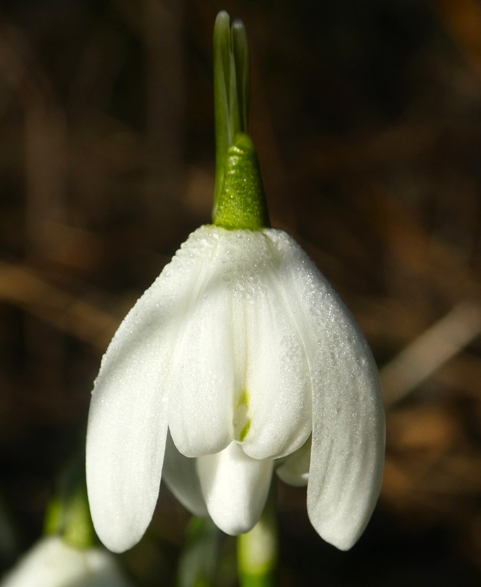 A perfect Candlemas bell for #Candlemas🤍🔔🤍
This lovely, local name for snowdrops marks the season when they flower🤍
#FolkloreSunday