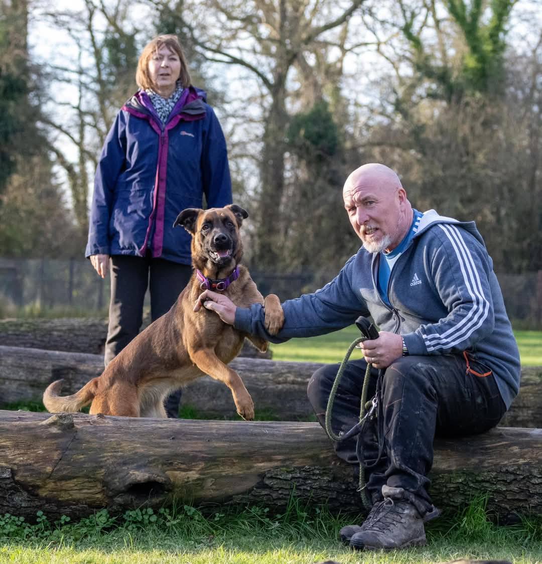 gsrescueelite's tweet photo. Lyra is 16mths old and this girl has missed out on everything a young dog needs, Lyra is a bright girl but she will need an exp home that can go back to basics training while giving her firm boundaries 
#dogs #GermanShepherd #Notts 
https://t.co/HuQldRlqys https://t.co/ZDdqnZrTKZ