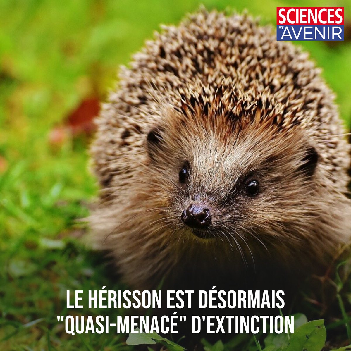 L'Erinaceus europaeus est passé de la catégorie "préoccupation mineure" à "quasi-menacé" d'extinction 🦔 
👉 l.sciencesetavenir.fr/G4a