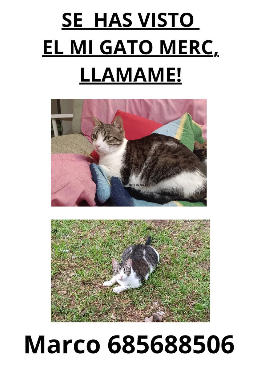 SOSdogscats's tweet photo. PERDIDO https://t.co/SPFMYH9M7o