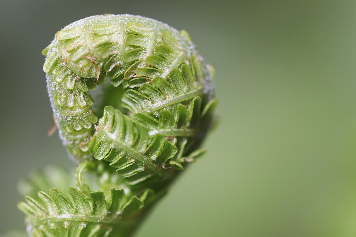 HomeHavenHub's tweet photo. Boston ferns: Nature’s air purifiers 🌿 Pop one near your new couch to zap those chemical smells! https://t.co/IBeqUyKADi