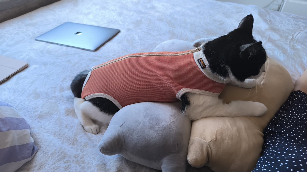 usernot_foundl's tweet photo. Ayer mi gordita tuvo su primera, y espero última, cirugía. Salió todo bien. 

Ahora está en recuperación, anda pegada a mi papá y tiene un body para que no se vaya a lamer la herida. 
Pero la cosa es que no puedo con lo deliciosa que se ve, parece un patecito ❤️🥹 https://t.co/NCXvYgVDik