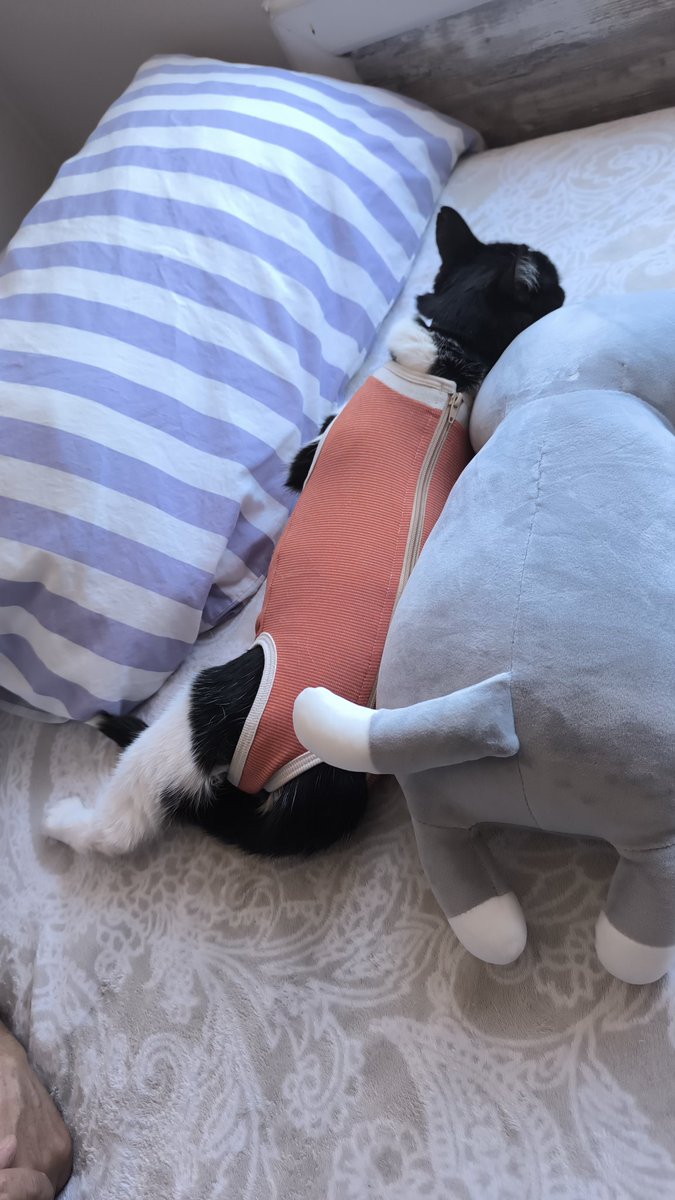 usernot_foundl's tweet photo. Ayer mi gordita tuvo su primera, y espero última, cirugía. Salió todo bien. 

Ahora está en recuperación, anda pegada a mi papá y tiene un body para que no se vaya a lamer la herida. 
Pero la cosa es que no puedo con lo deliciosa que se ve, parece un patecito ❤️🥹 https://t.co/NCXvYgVDik