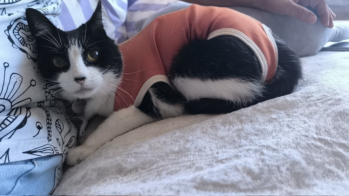 usernot_foundl's tweet photo. Ayer mi gordita tuvo su primera, y espero última, cirugía. Salió todo bien. 

Ahora está en recuperación, anda pegada a mi papá y tiene un body para que no se vaya a lamer la herida. 
Pero la cosa es que no puedo con lo deliciosa que se ve, parece un patecito ❤️🥹 https://t.co/NCXvYgVDik